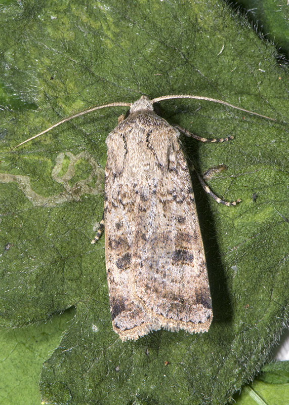 Noctuidae da Id.